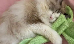 猫咪为什么喜欢脱袜子睡觉