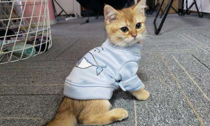 小猫咪害怕外套怎么回事