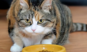 猫咪为什么守在猫粮旁边呢