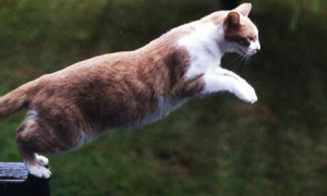 猫咪的脚为什么会跳动起来