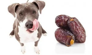 为什么说狗狗不能吃大枣子