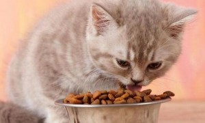 为什么感觉猫咪吃不饱饭的原因