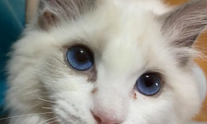 为什么猫咪眼睛里面老有泪