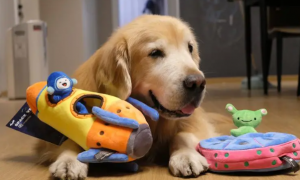 狗狗为什么护着玩具呢
