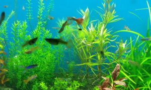 鱼缸水草能活多久