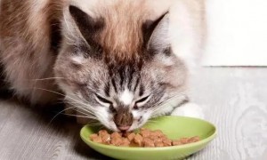 猫吃什么食物化毛效果好呢