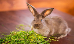幼兔能吃草吗