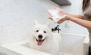 狗狗洗澡要多少钱