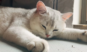 养猫真的能改善失眠吗