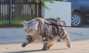 猫咪横着走路是什么情况