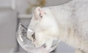 猫咪的饭碗每天洗几次