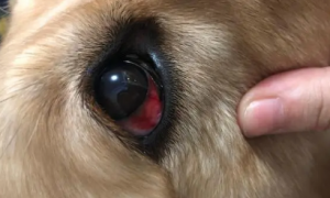 狗狗眼角有一坨红色肉出来了