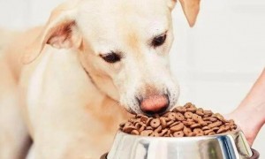 如何判断狗狗不吃狗粮了呢