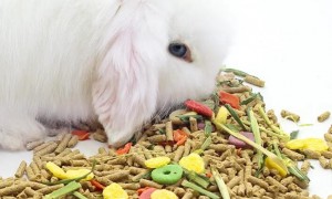兔子爱吃什么兔粮