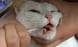 猫咪肾衰为什么要拔牙齿