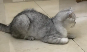 猫咪蹲着摆尾巴是为什么呢