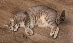 为什么冬天猫咪睡在地板上