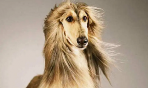 头发特别长的狗是什么狗