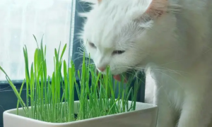吃猫草的好处