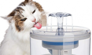 有必要买流动的猫咪饮水机吗