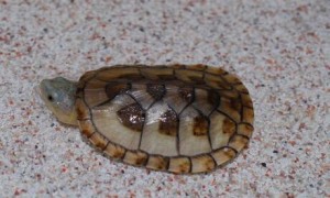 哈雷拉泥龟幼苗图片