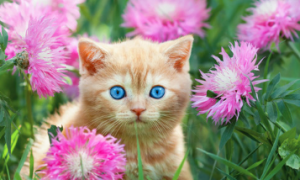 猫咪不怕什么花草