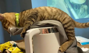 猫咪为什么要擦水壶的原因