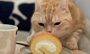 橘猫吃什么食物比较好呢