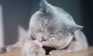 猫咪为什么喜欢舔毛