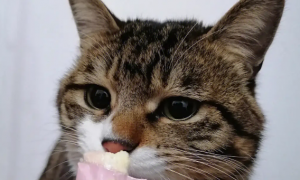 两个月幼猫可以吃猫条吗