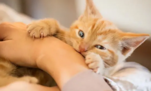 猫咪喜欢抱着手咬并且蹬