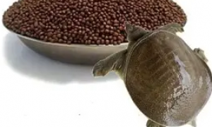 甲鱼能吃龟粮吗