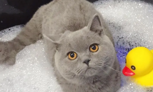 宠物猫洗一次澡要多少钱