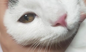 猫眼睛有一条透明粘稠物