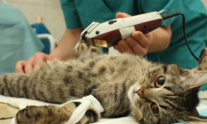 为什么猫咪不建议手术切除
