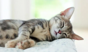 猫咪为什么喜欢睡觉呢