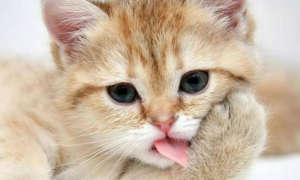 猫咪为什么会吃人奶水呢