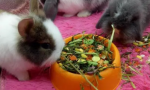 小兔子一顿吃多少兔粮