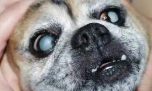 狗狗眼睛发炎眼球变成了白色