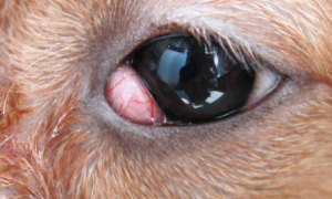 狗狗眼角凸起红肉