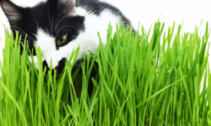 如何种好猫草