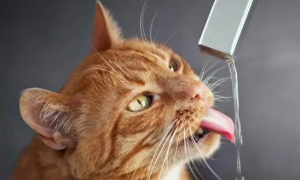 猫咪生气可以喝水缓解吗为什么