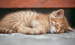 猫睡觉为什么有呼呼声