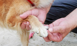 为什么狗狗的爪子会出血呢