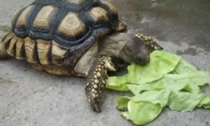 龟为什么不能吃菠菜
