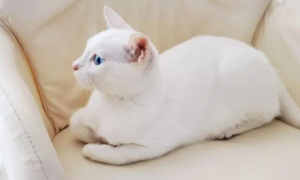 纯白异瞳猫大概多少钱一只