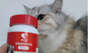 猫咪为什么要补充钙