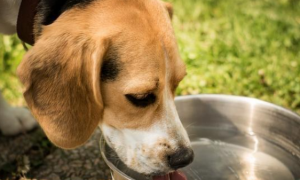 狗狗为什么害怕喝水