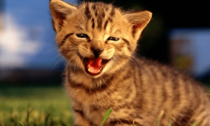 猫在笑说明了什么