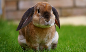 中国兔和外国兔的区别